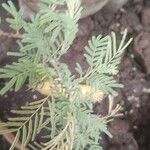 Prosopis cineraria Flower