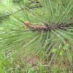 Pinus leucodermis Likasa