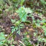 Aethusa cynapium Flower