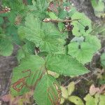 Rubus canadensis Листок