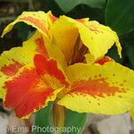 Canna flaccida 花