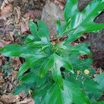 Dendropanax trifidus Leaf