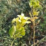 Biscutella auriculata Blomma