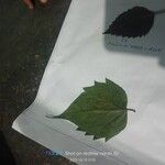 Nyctanthes arbor-tristis Frunză