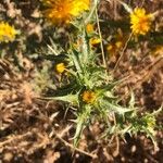 Scolymus hispanicus Blatt