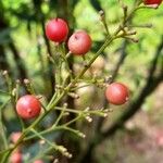 Nandina domesticaফল