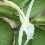 Angraecum angustipetalum Flower