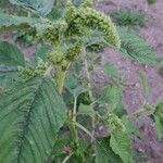 Amaranthus retroflexus Flower