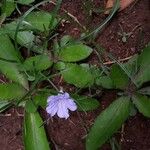 Ruellia geminiflora Levél