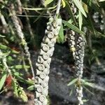 Callistemon citrinus Fruit