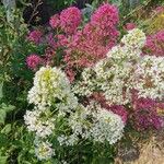 Centranthus ruberFlor