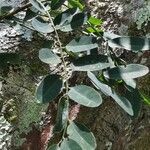 Diphysa americana ᱥᱟᱠᱟᱢ