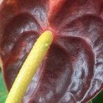 Anthurium scherzerianumFlower