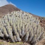 Euphorbia handiensis Habitat