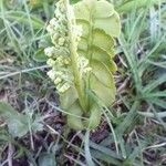 Botrychium lunaria Leaf