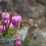 Phyllodoce caerulea 花