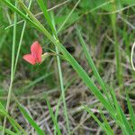 Lathyrus sphaericus Лист