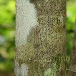 Ficus lateriflora Coajă