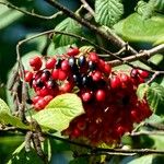 Viburnum lantana برگ