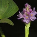 Pontederia rotundifolia Кветка