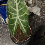 Alocasia longiloba Leaf