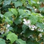 Dombeya burgessiaeList