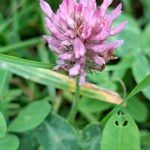 Trifolium pratense ফুল