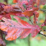 Quercus alba Blad