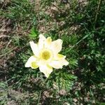 Pulsatilla alpina Flower