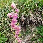 Epipactis atrorubensBloem