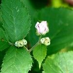 Rubus ulmifolius Fleur