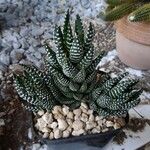 Haworthia reinwardtii Hostoa