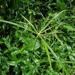 Cyperus distans Цвят