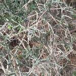 Cylindropuntia leptocaulis Habit