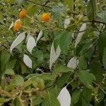 Mussaenda frondosa Leaf