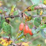 Berberis thomsoniana Altro