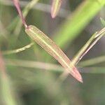 Schizachyrium brevifolium List