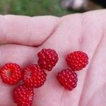 Rubus phoenicolasiusFruit