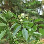 Pericopsis elata Foglia