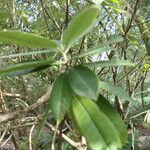 Rhododendron argyrophyllum Leaf