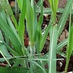 Miscanthus × longiberbis Leaf