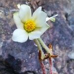 Begonia rubricaulis Λουλούδι