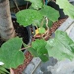 Roldana petasitis Leaf