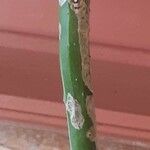 Rhipsalis floccosa പുറംതൊലി