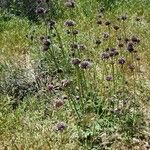 Salvia columbariae Habitus