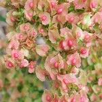 Rumex cristatus Flower