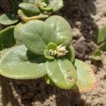 Alternanthera littoralis Leaf