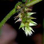 Alternanthera costaricensis Fruit