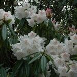 Rhododendron morii Blüte