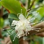 Syzygium australe Flower